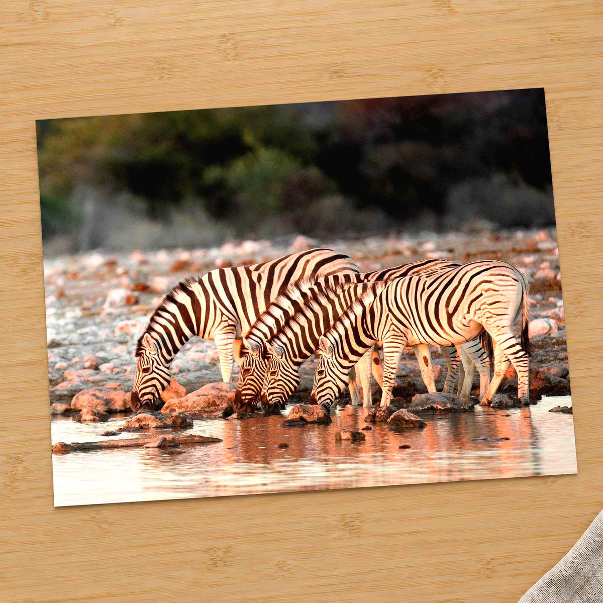 Zebras Drinking in Namibia Photo Print Wall Decor