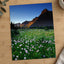 Rocky Mountains National Park Flowers Photo Print Wall Decor