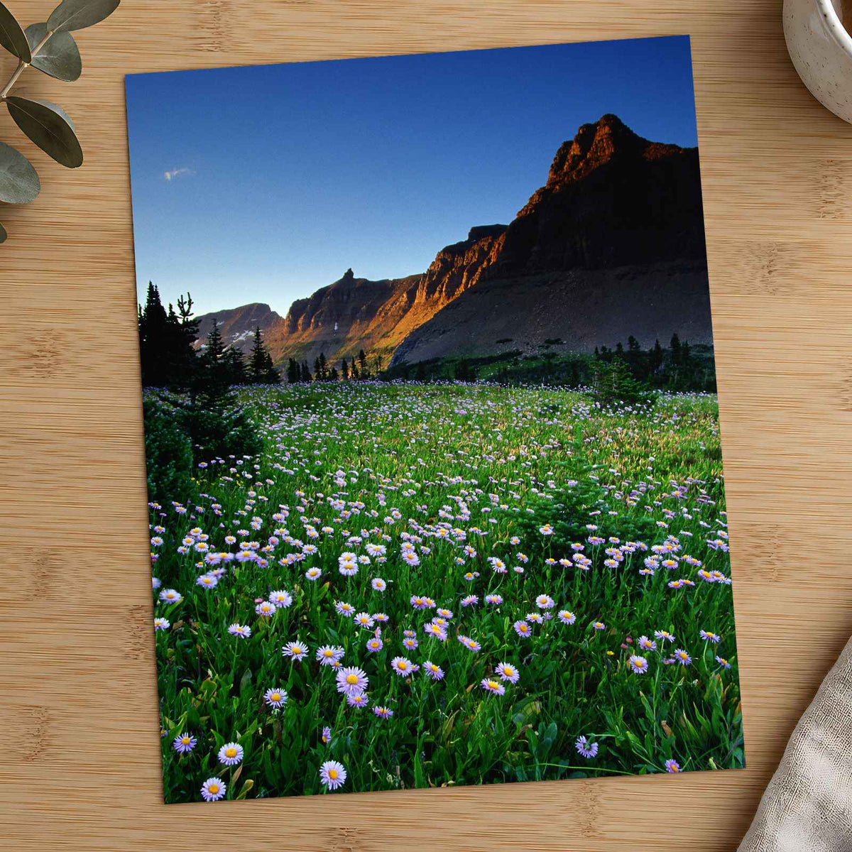 Rocky Mountains National Park Flowers Photo Print Wall Decor