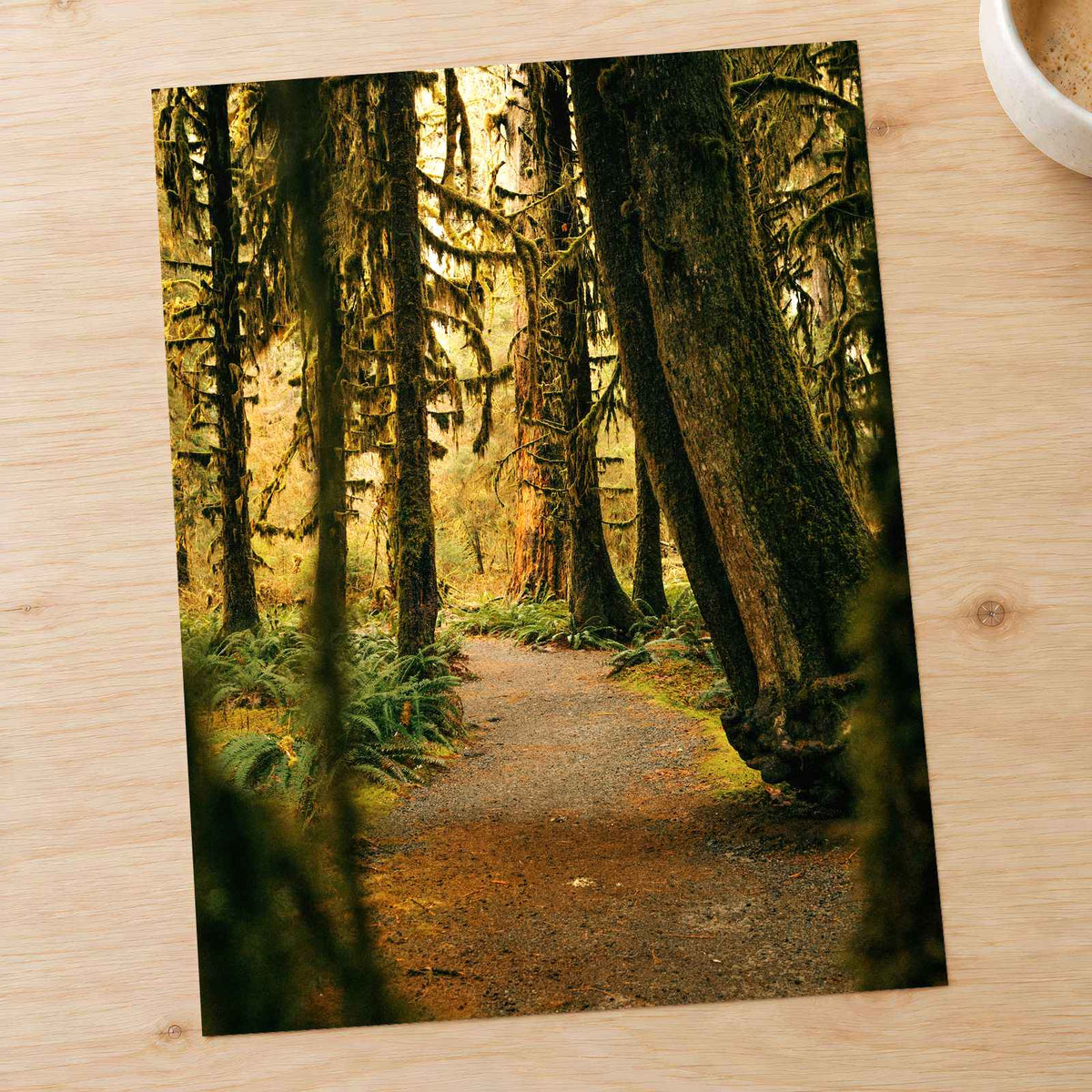 Pacific Northwest Rainforest by Hans Photo Print Wall Decor