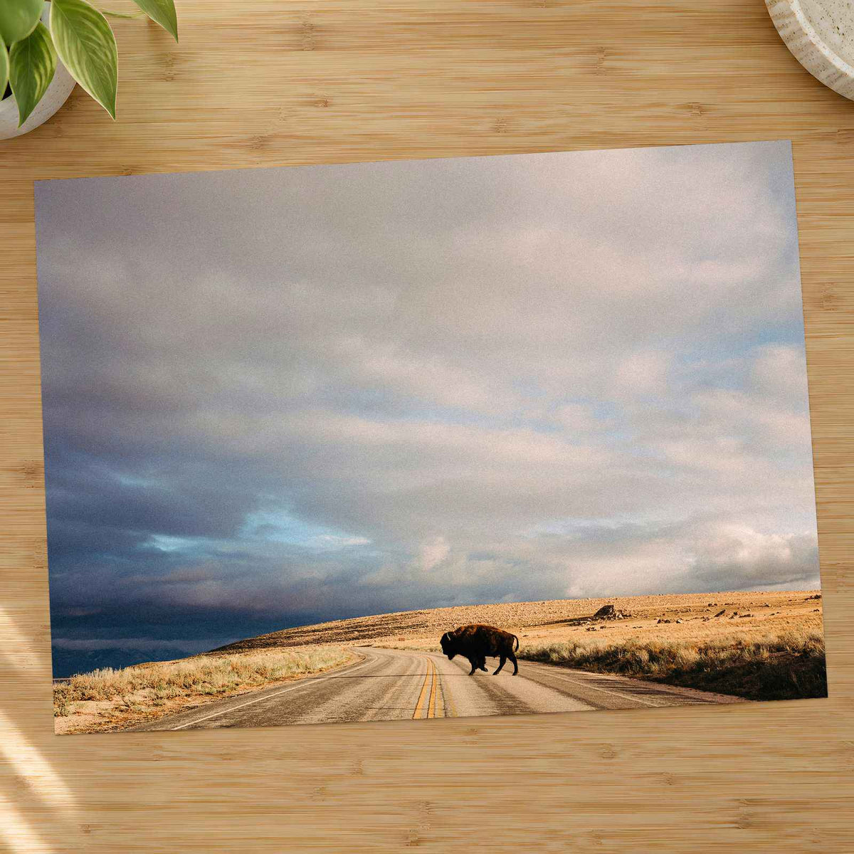 Buffalo Bison Crossing Road by Colin + Meg Photo Print Wall Decor