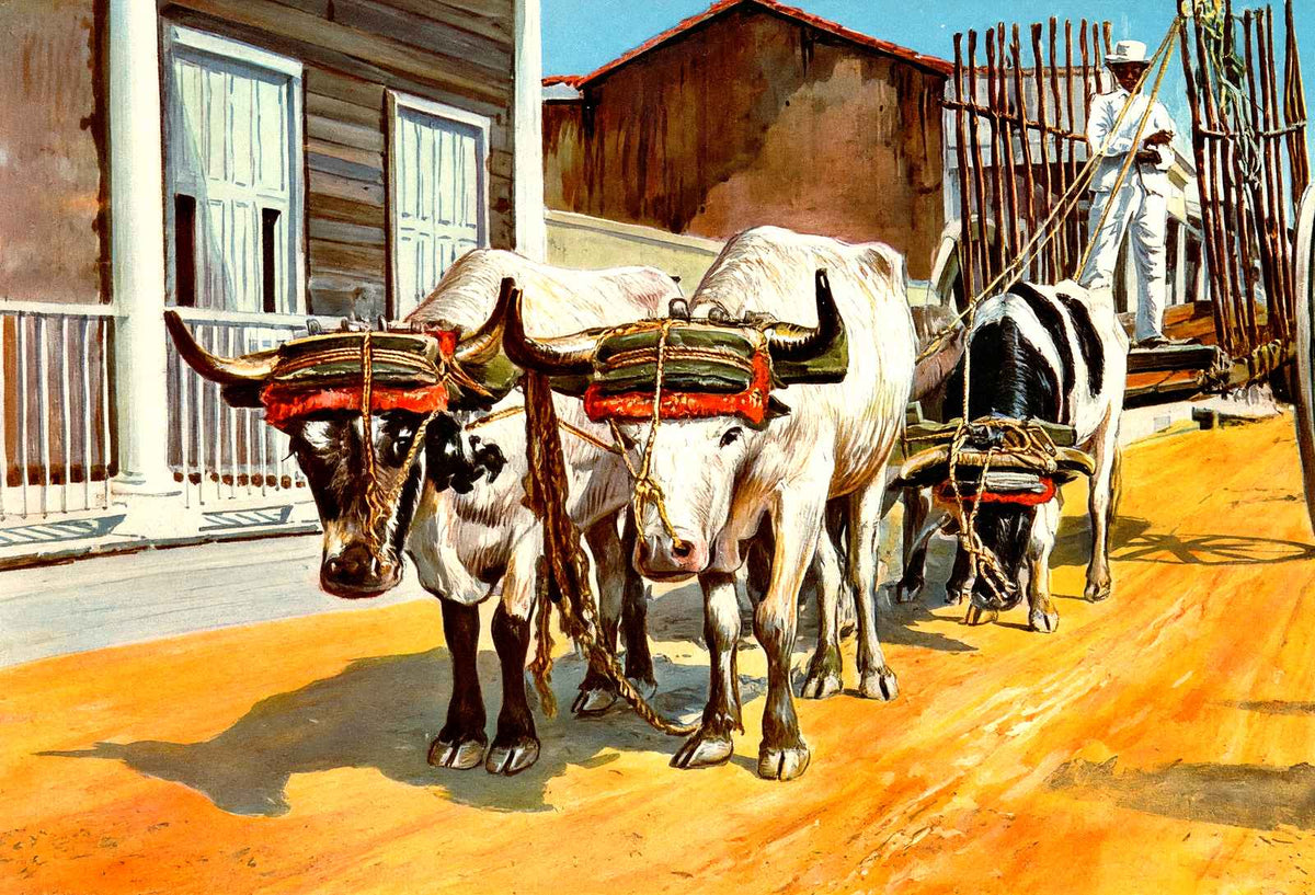 Ox Cart, Cuba in 1923 vintage print