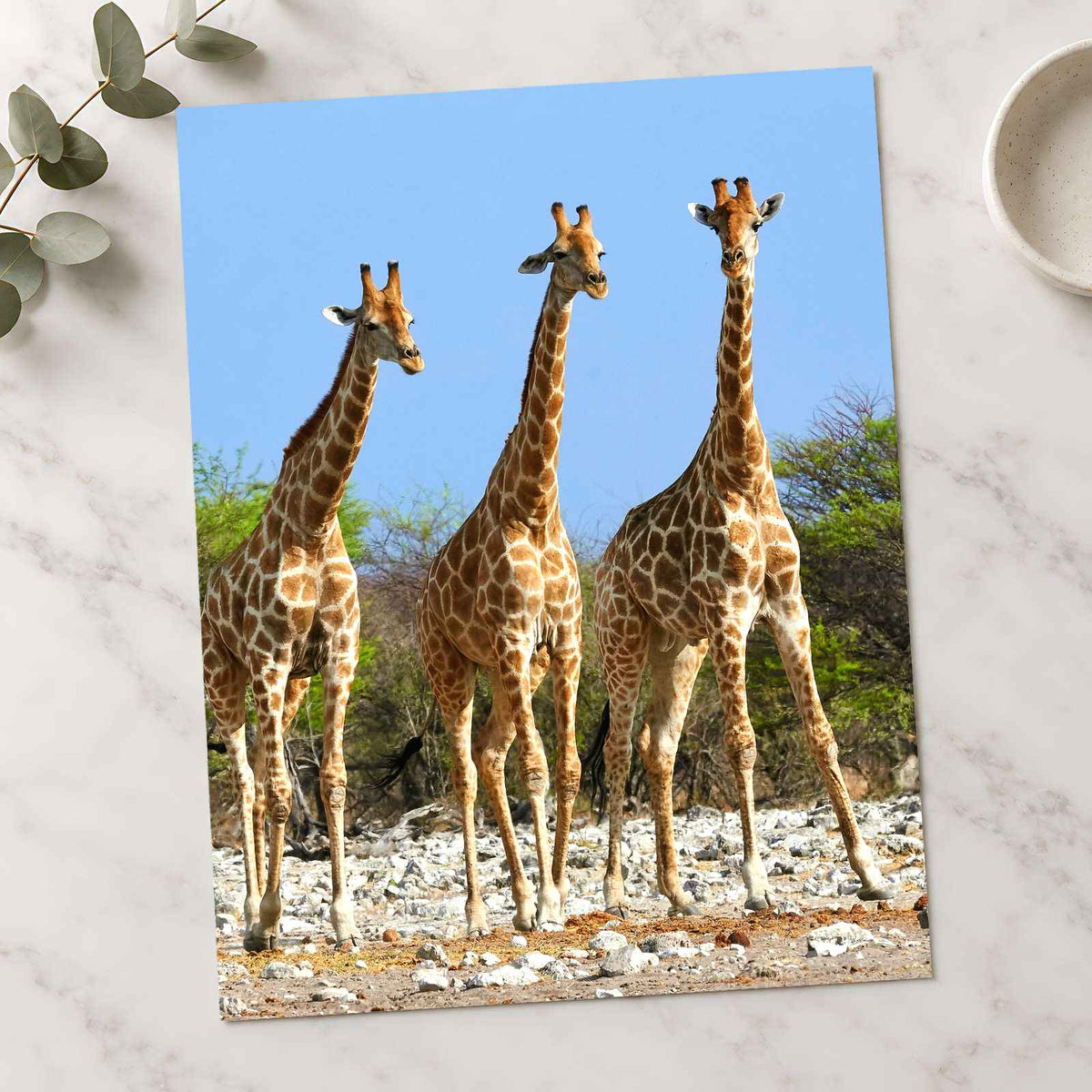 Three Giraffes in Etosha National Park Photo Print Wall Decor