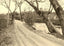 A Mountain Drive, Asheville, NC in 1906 photo print
