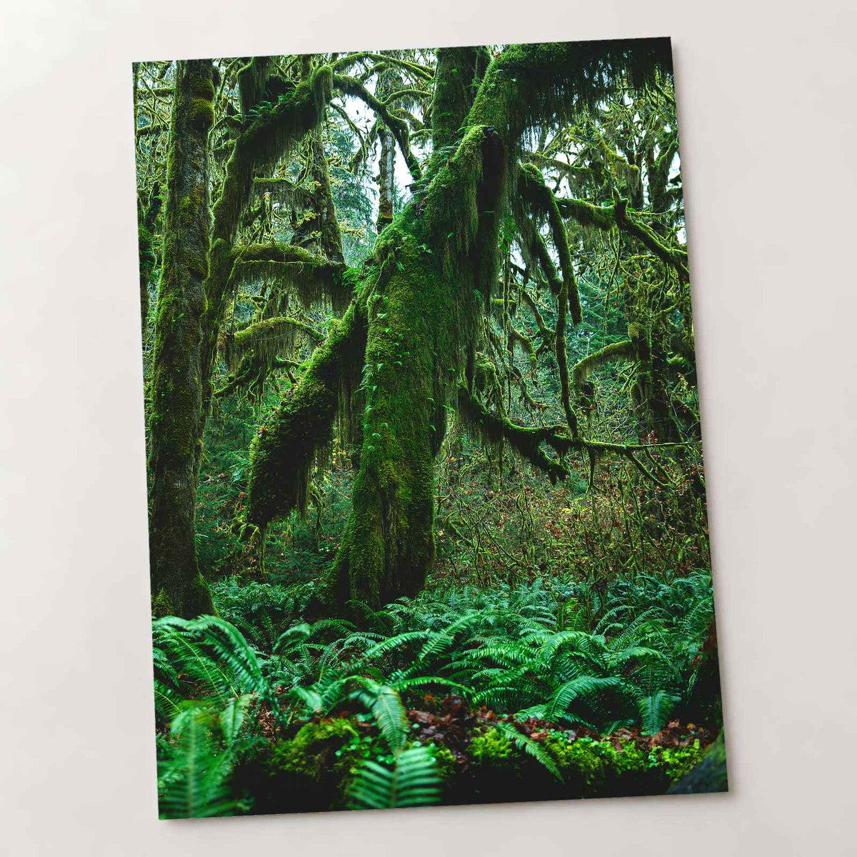 Trees and Ferns in Olympic National Park by Joshua Earle Photo Print Wall Decor