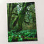 Trees and Ferns in Olympic National Park by Joshua Earle Photo Print Wall Decor