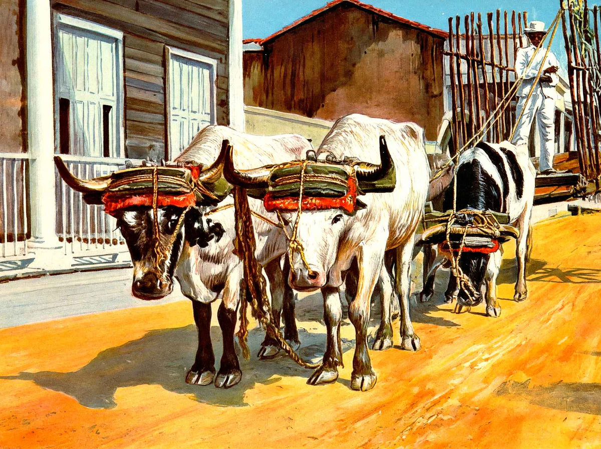 Ox Cart, Cuba in 1923 vintage print