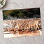 Zebras Drinking in Namibia Photo Print Wall Decor