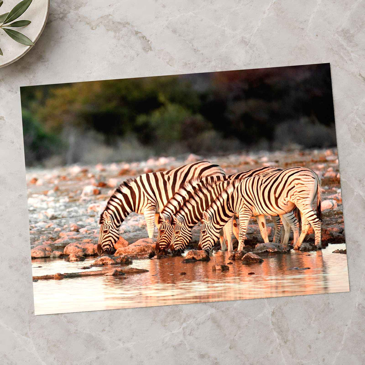 Zebras Drinking in Namibia Photo Print Wall Decor