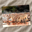 Zebras Drinking in Namibia Photo Print Wall Decor