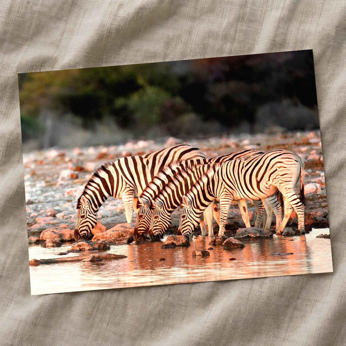 Zebras Drinking in Namibia Photo Print Wall Decor