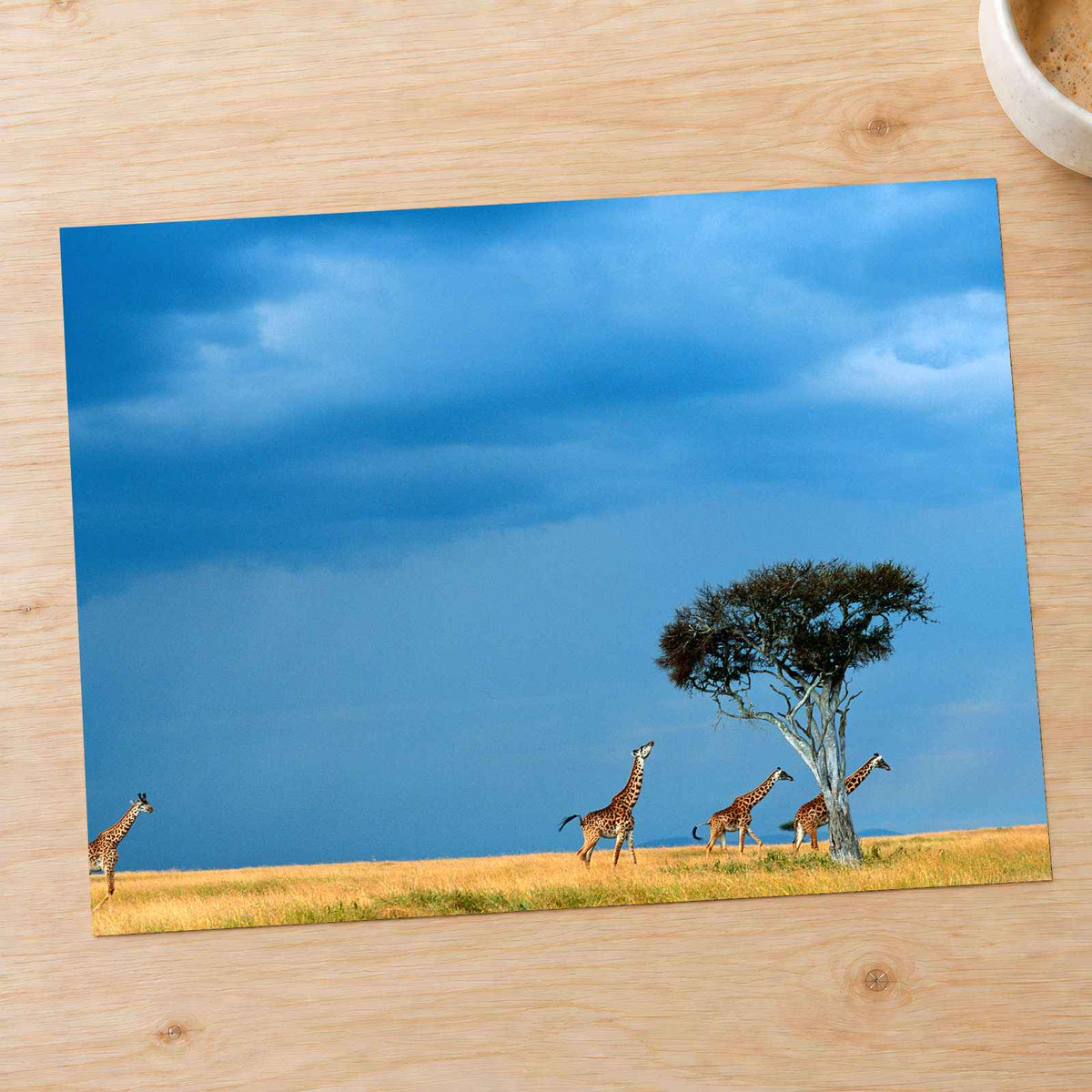 Herd of Giraffe Walking Across Savanna Photo Print Wall Decor