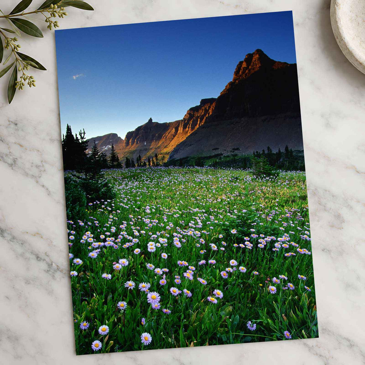 Rocky Mountains National Park Flowers Photo Print Wall Decor