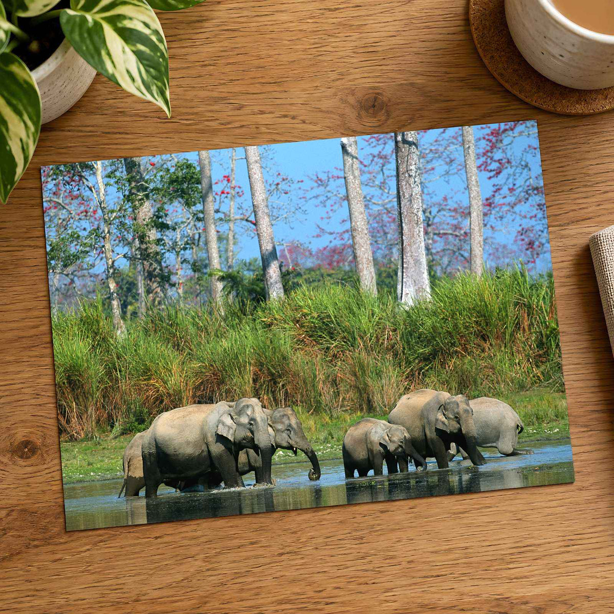 Herd of Elephants in India Photo Print Wall Decor