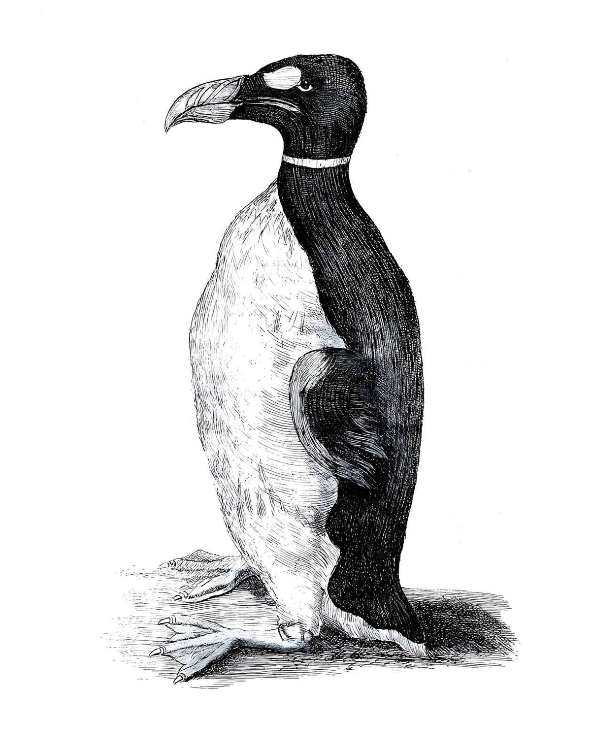 Wormius' Great Auk Drawn from Life, 1400s drawing print