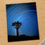 Joshua Tree with Spinning Stars Exposure Photo Print Wall Decor