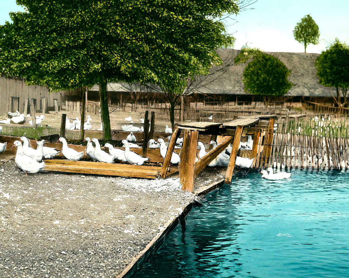 Duck Farm Pond, Allentown, PA in 1907 vintage print