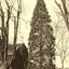 Arbor Vitae at St. Luke's, Salisbury NC 1905 photo print