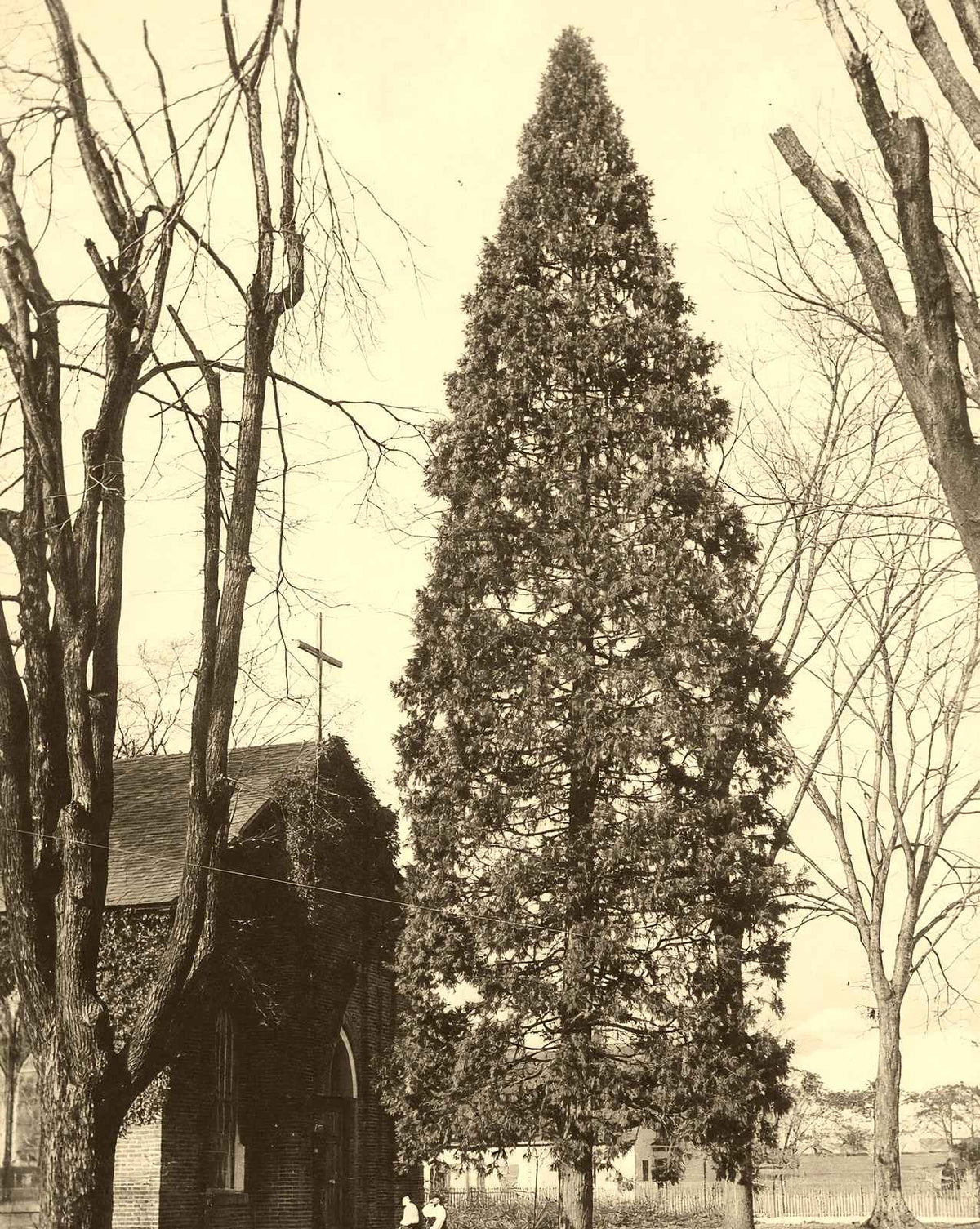 Arbor Vitae at St. Luke's, Salisbury NC 1905 photo print