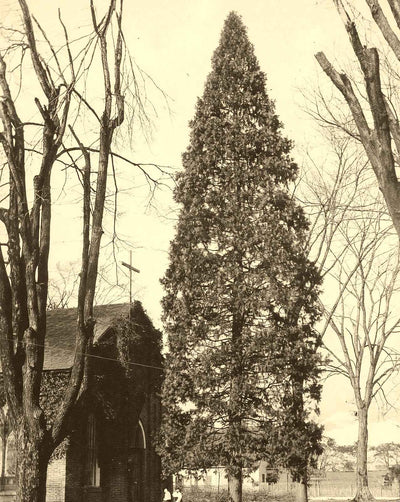 Arbor Vitae at St. Luke's, Salisbury NC 1905 photo print