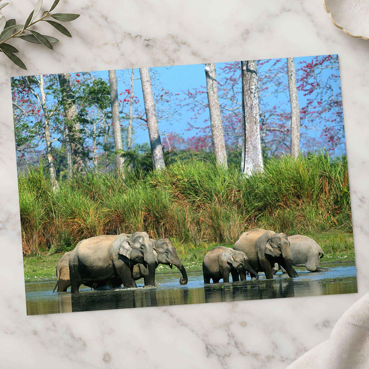 Herd of Elephants in India Photo Print Wall Decor