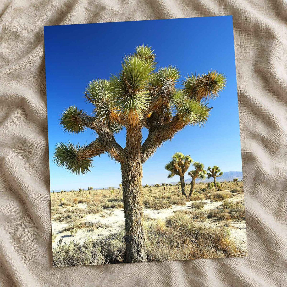 Joshua National Park Photo Print Wall Decor