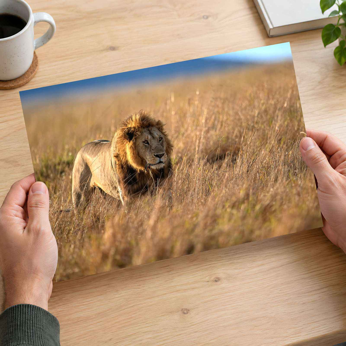 Lion Portrait in Maasai Mara, Kenya Photo Print Wall Decor