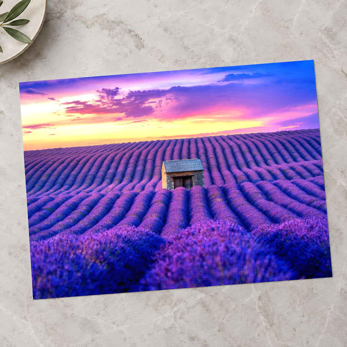 Beautiful Lavender Field at Sunset Photo Print Wall Decor