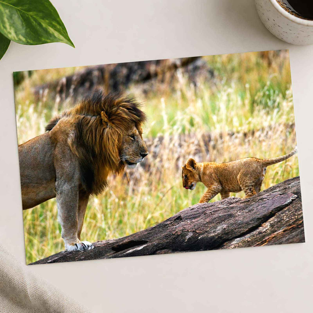 Male Lion and Cub in Africa Photo Print Wall Decor