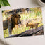 Male Lion and Cub in Africa Photo Print Wall Decor