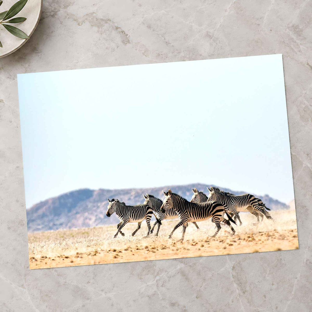 Haartmans Mountain Zebra, Africa Photo Print Wall Decor