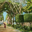 Royal Palm Gardens and Avenue, Havana, Cuba vintage print