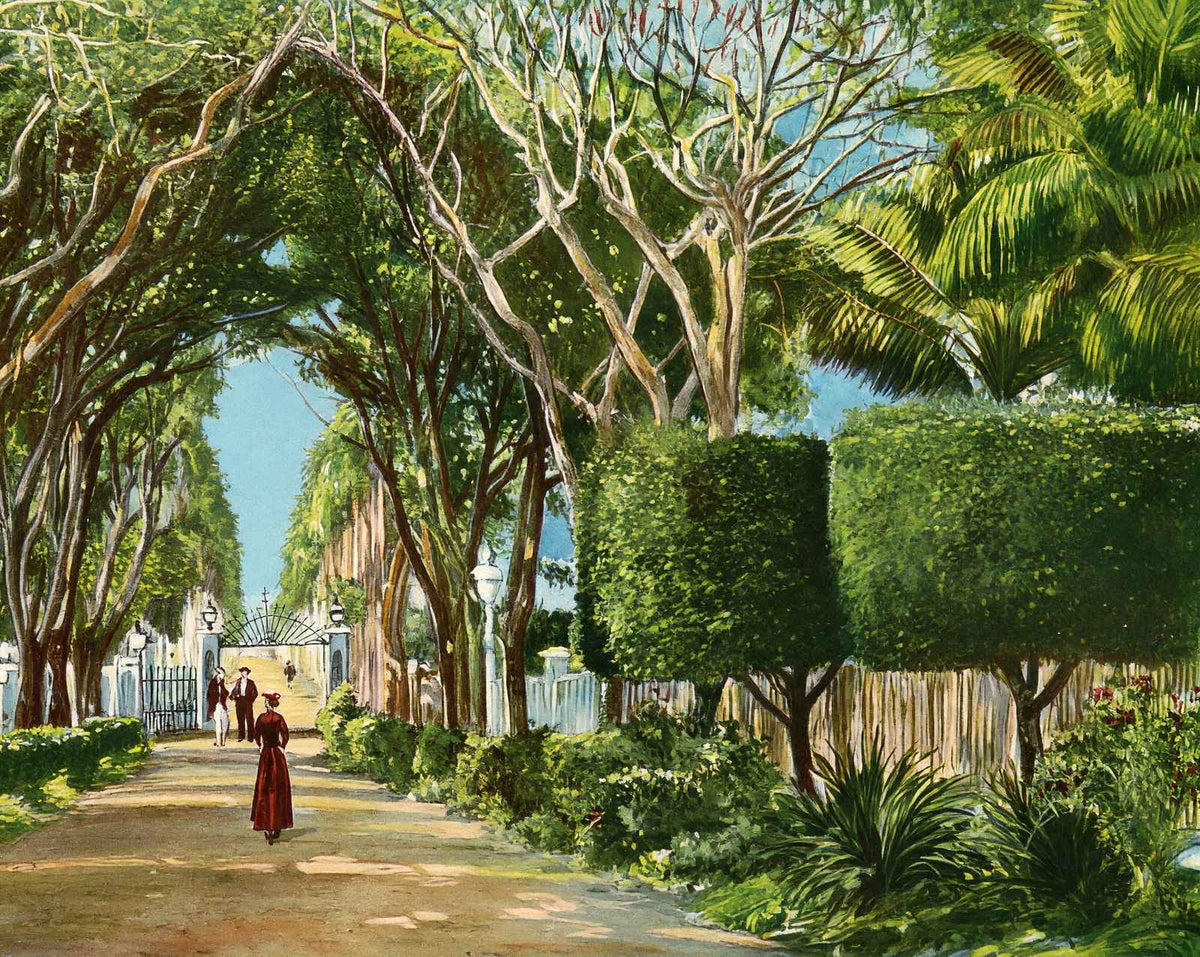 Royal Palm Gardens and Avenue, Havana, Cuba vintage print