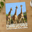 Three Giraffes in Etosha National Park Photo Print Wall Decor