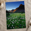 Rocky Mountains National Park Flowers Photo Print Wall Decor