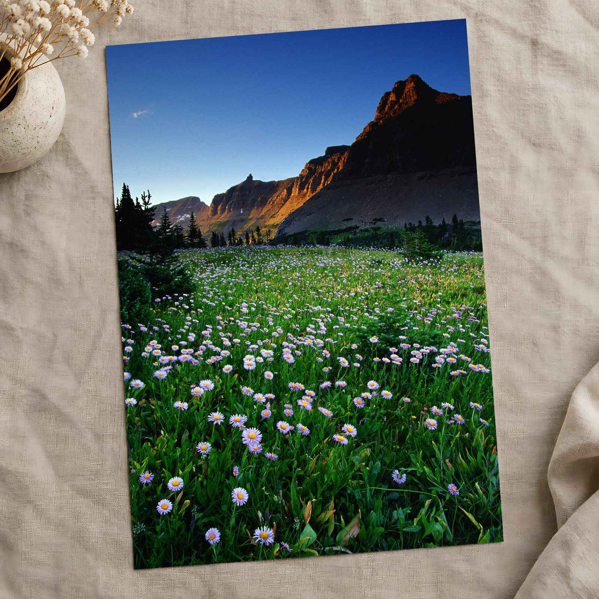 Rocky Mountains National Park Flowers Photo Print Wall Decor