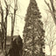 Arbor Vitae at St. Luke's, Salisbury NC 1905 photo print