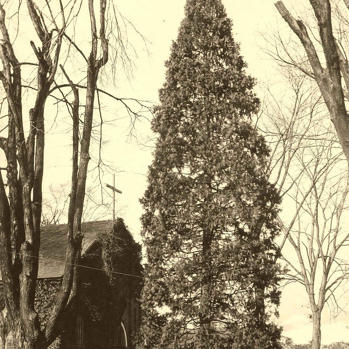 Arbor Vitae at St. Luke's, Salisbury NC 1905 photo print
