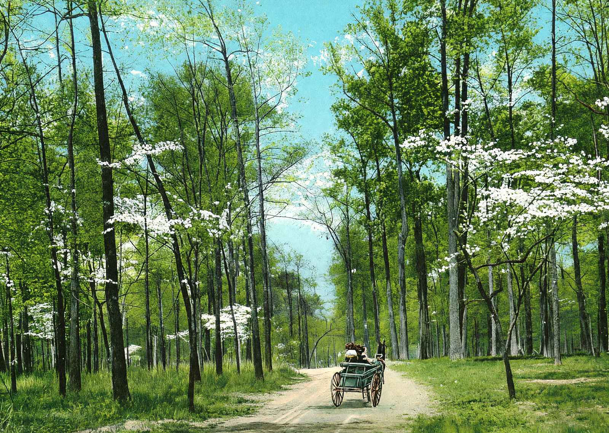 Dogwood Drive, Overton Park, Memphis, TN 1905 vintage print