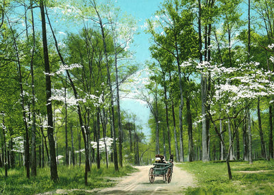 Dogwood Drive, Overton Park, Memphis, TN 1905 vintage print
