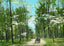 Dogwood Drive, Overton Park, Memphis, TN 1905 vintage print