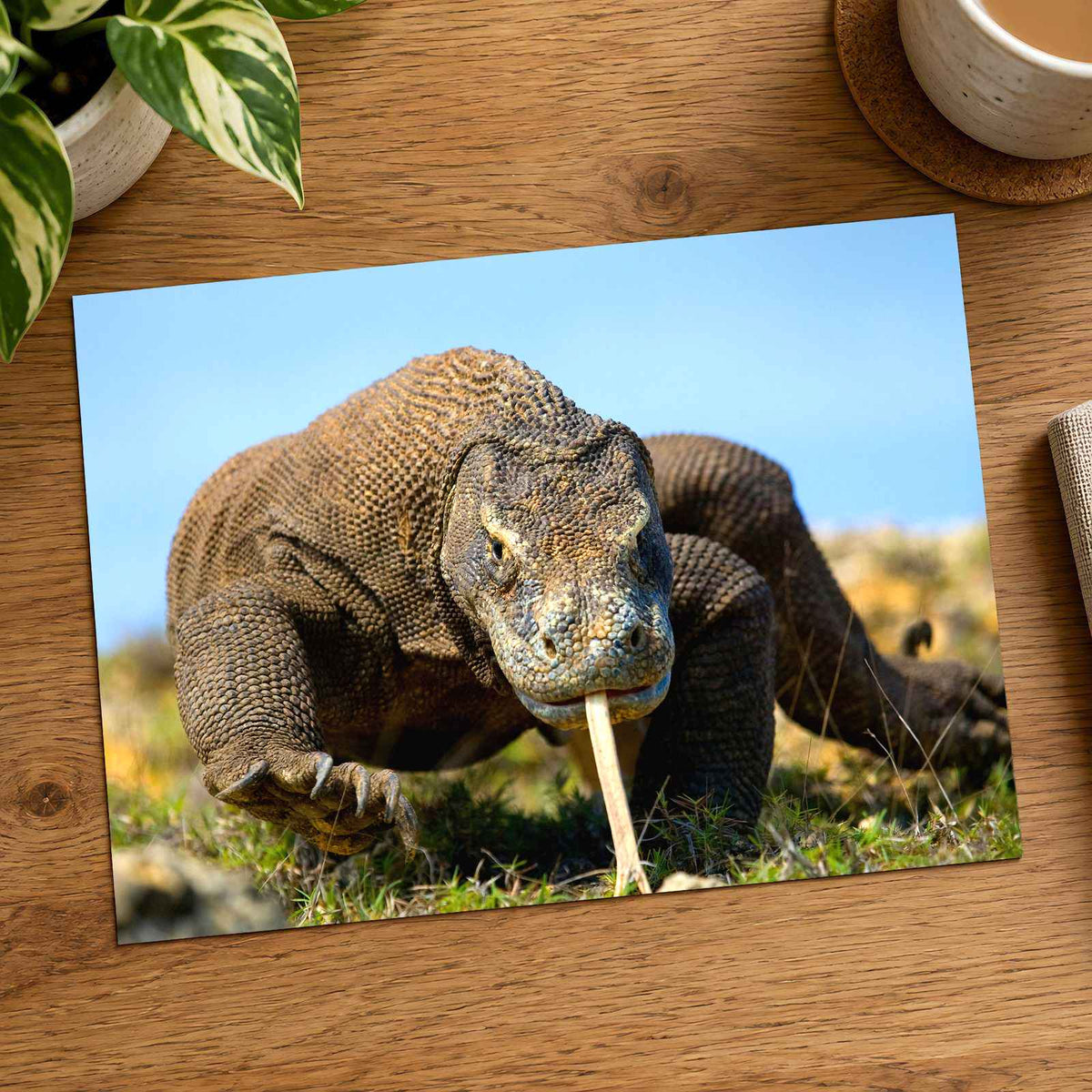 Komodo Dragon Photo Print Wall Decor