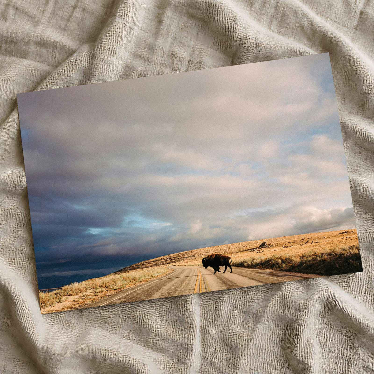 Buffalo Bison Crossing Road by Colin + Meg Photo Print Wall Decor
