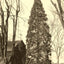 Arbor Vitae at St. Luke's, Salisbury NC 1905 photo print