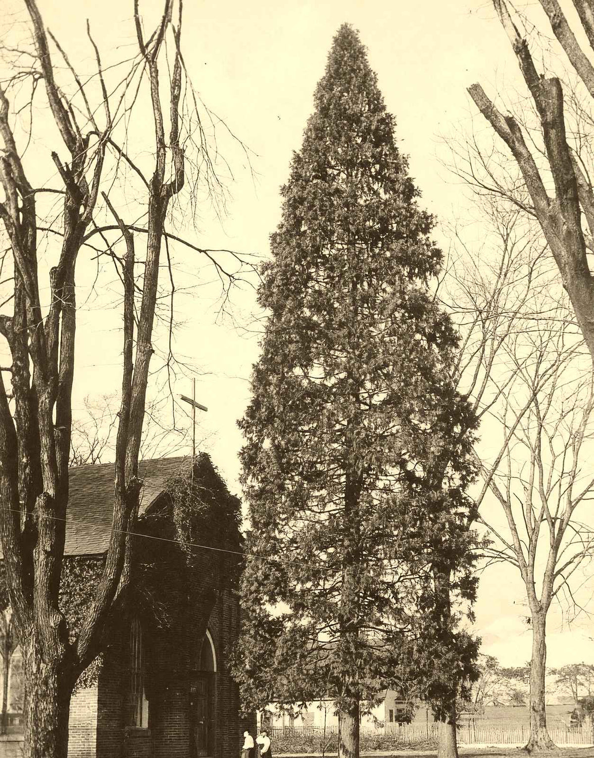 Arbor Vitae at St. Luke's, Salisbury NC 1905 photo print