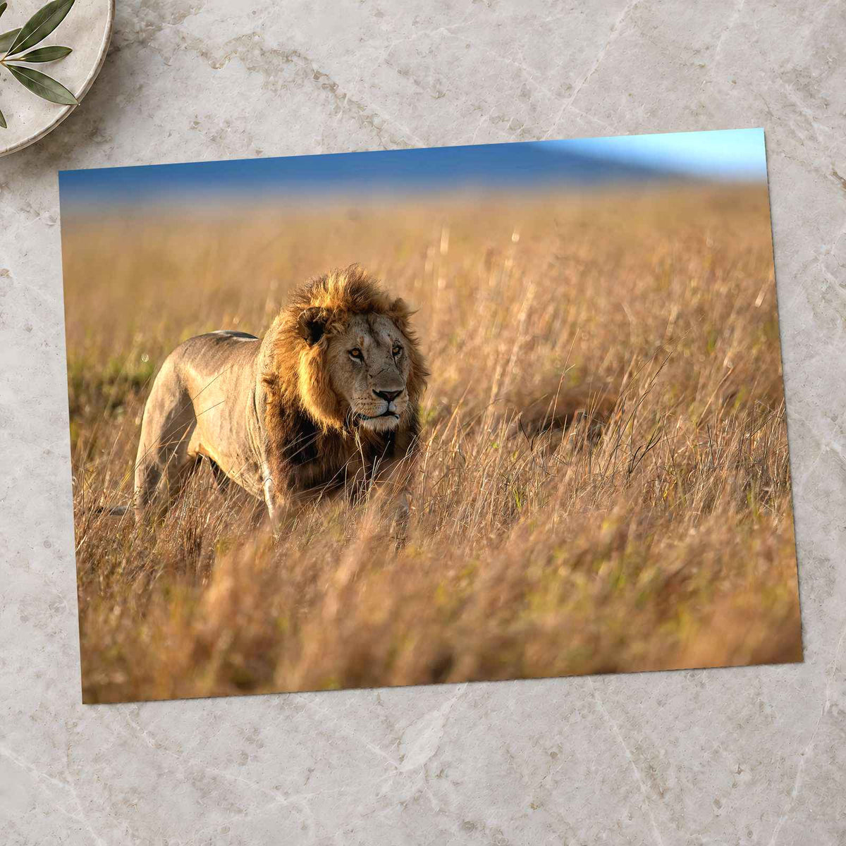 Lion Portrait in Maasai Mara, Kenya Photo Print Wall Decor