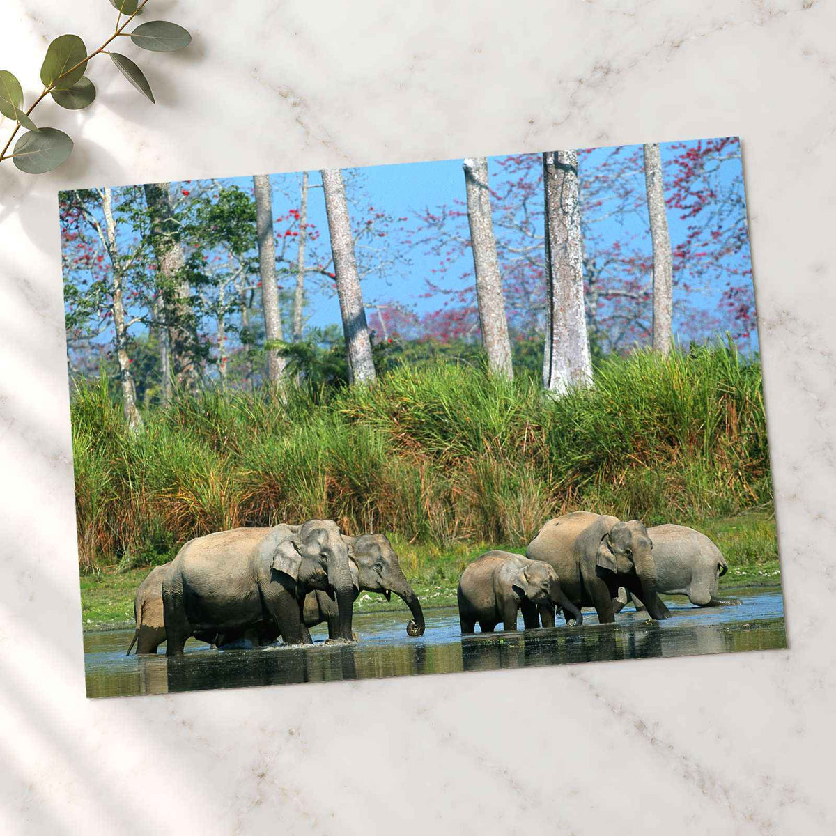 Herd of Elephants in India Photo Print Wall Decor