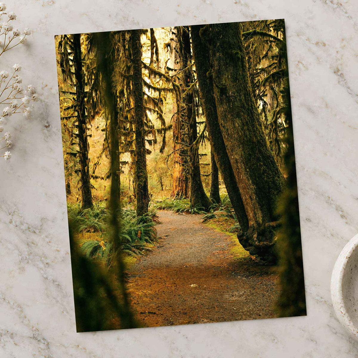 Pacific Northwest Rainforest by Hans Photo Print Wall Decor