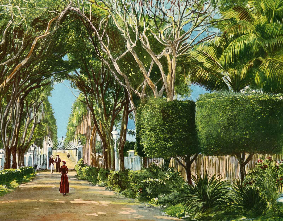 Royal Palm Gardens and Avenue, Havana, Cuba vintage print