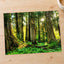 Olympic National Park Trees & Sun Photo Print Wall Decor